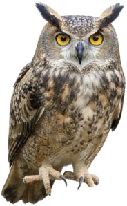 an owl with yellow eyes and a black head.jpg
